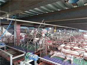 養(yǎng)豬場采暖設(shè)備選擇紐恩泰空氣能，為豬場提供冬季采暖服務(wù)