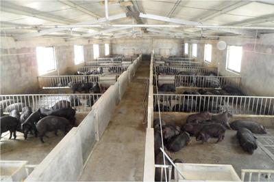 生態(tài)路上“金豬”行——全國(guó)人大代表唐慧娟談特色養(yǎng)殖與富民之路