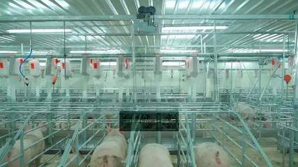 望塵莫及！牧原5元養(yǎng)豬成本背后 資本驅(qū)動(dòng)下的設(shè)備革命與成本謎局