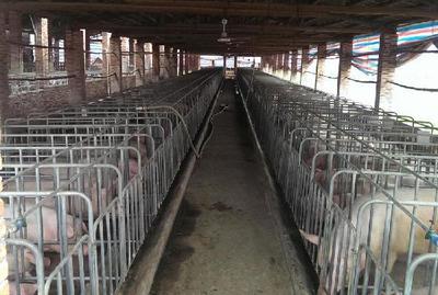 科學(xué)養(yǎng)豬場養(yǎng)殖管理與環(huán)境控制要點(diǎn)