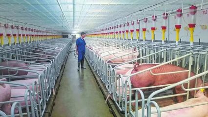 隨縣均川鎮(zhèn) 舞動農(nóng)業(yè)“龍頭” 拓寬“共富”之路——聚焦現(xiàn)代化養(yǎng)豬設(shè)備的產(chǎn)業(yè)革新