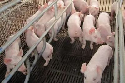 文山州出臺措施加快生豬生產(chǎn)發(fā)展，助力養(yǎng)殖戶實(shí)現(xiàn)“快點(diǎn)回家養(yǎng)豬”