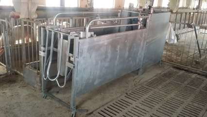 智能化養(yǎng)殖新紀(jì)元 自動化母豬飼養(yǎng)管理系統(tǒng)的創(chuàng)業(yè)藍(lán)圖